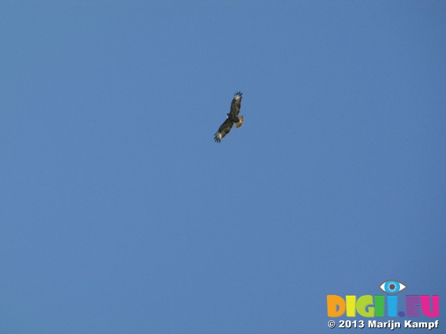 SX29073 Osprey (Pandion haliaetus)